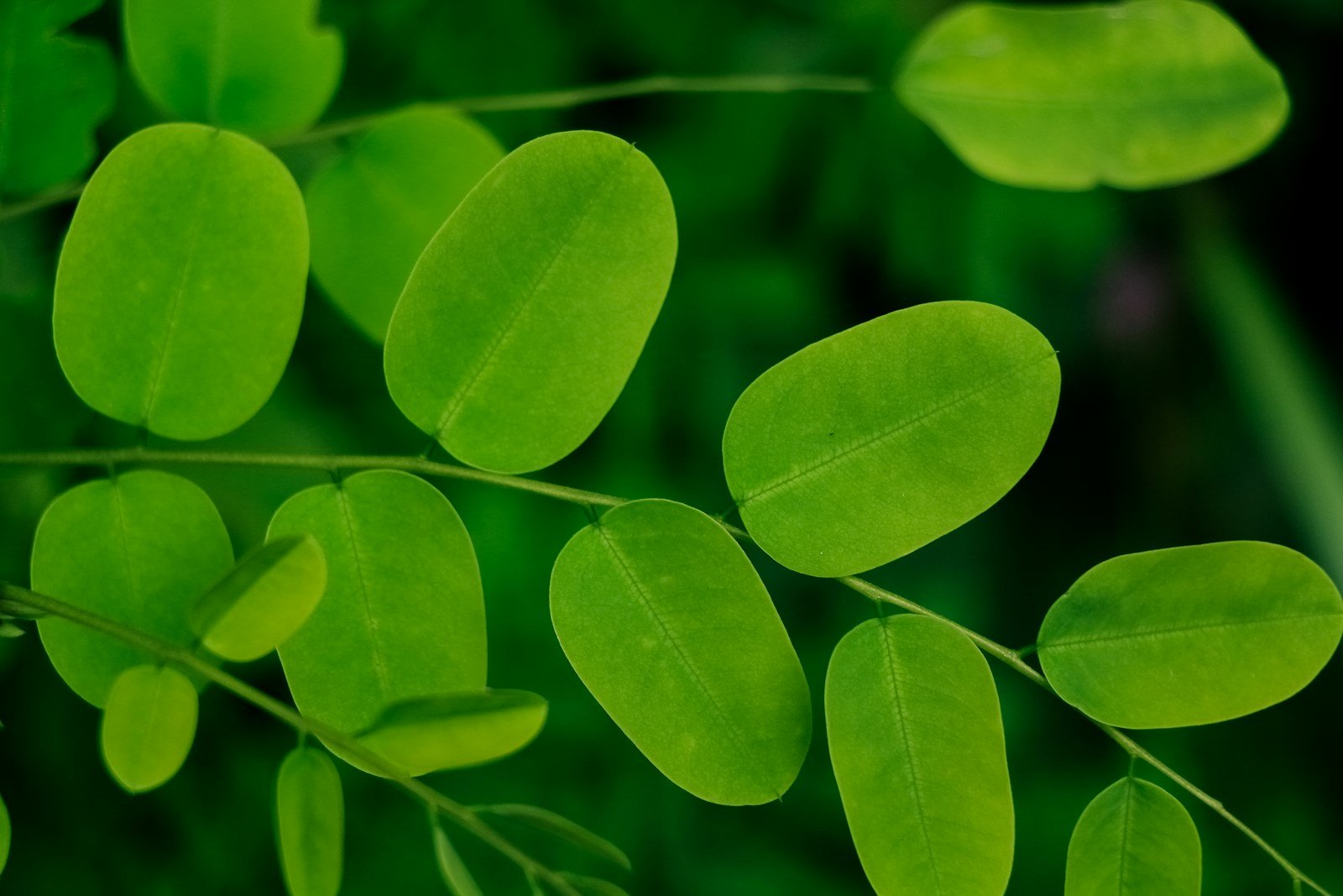 a close up of a plant